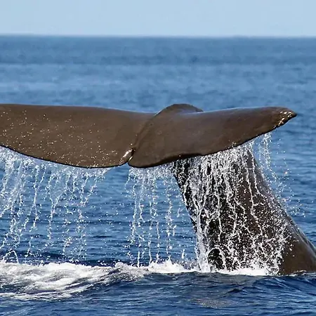 Σπίτι διακοπών Quinta D. Maria & Ines