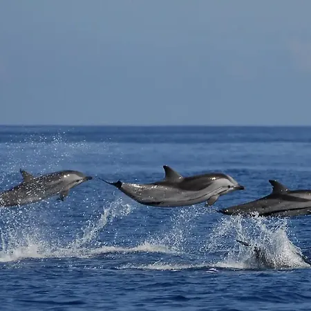 Quinta D. Maria & Ines Dom wakacyjny *